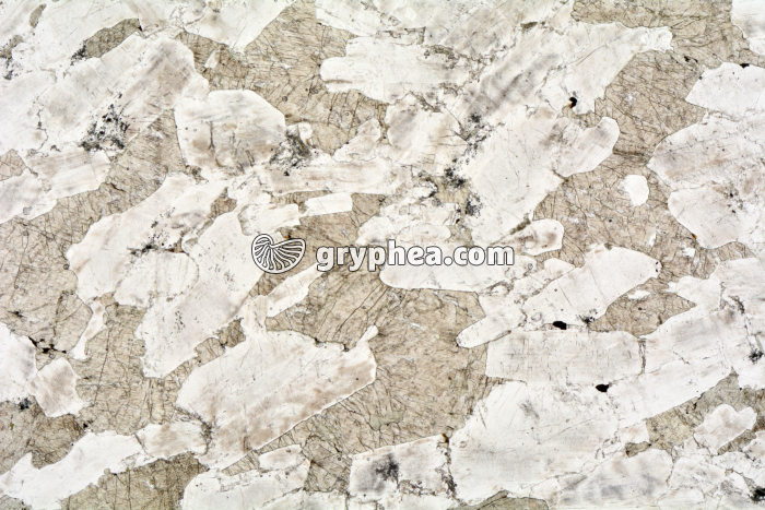 Gabbro LPNA x3,5 - gryphea.com